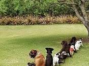 para perros
