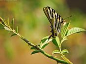 Pendiente naturalidad