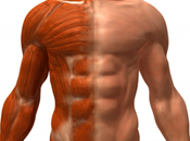 Aumentar masa muscular