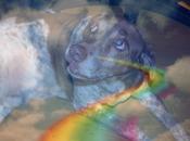 Perros casa Amidea están luto