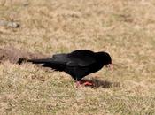 Pajaros altura-birds height