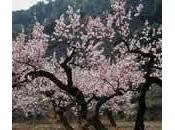Almendro