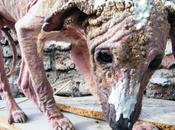 piden difusión desde Chile