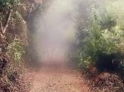 bosque encantado...