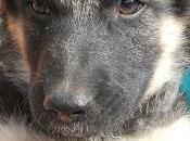 RASTAS cachorro tres meses perrera Cuenca.