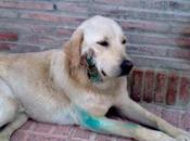 Labrador brutalmente herido, pintado calle. ayuda favor!‏! (sevilla)