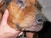 Prevenir Leishmaniosis perro