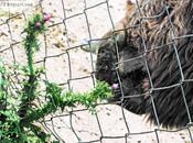 Esta hecho cardo para boca asno