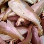 ¿Por comer pescado?