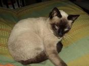Aristogato