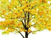 Celebramos árbol venezuela