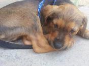 Cachorrito adopción.