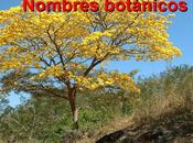 Nombres Botánicos