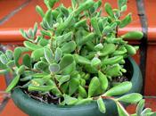 Crassula rogersii