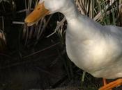 ¿Cómo caminar rendir menos?