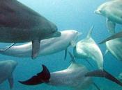 Ganan delfines