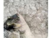¿Cómo congelar pescado marisco?