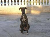 Sena, galguita abandonada corre peligro... URGENTE!!