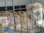 galguita carne viva Sevilla, camino Acnur