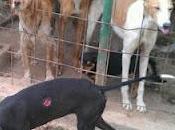 Talavera real (badajoz)