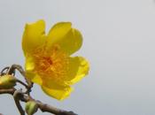 bototo (Cochlospermum vitifolium, también dicen poro poro) cuesta conseguir inofrmación sobre