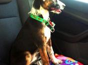 heidi adoptas?‏
