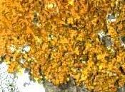 Flora peligro extinción Venezuela: líquenes