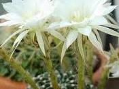Cactus, planta junio
