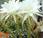 Cactus, planta junio