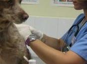 Comentario Vacunas: momento fundamental vida cachorro Mundocachorro