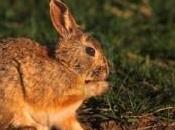 Comentario conejos también reseca piel Sinnailie
