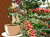 Imprescindible para Cuba recuperar producción Café