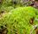 Flora peligro extinción Venezuela: musgos Bryophyta)