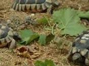 Testudo marginata