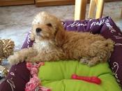 perrita Kyra: alegría responsabilidad