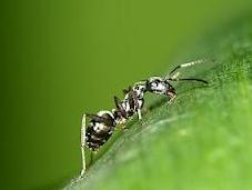 formas orgánicas eliminar hormigas casa