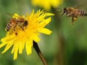 Como zumbido abejas para oídos