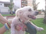 trasparente pequeña alergia!! adopción acogida!!!‏