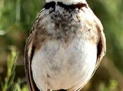 Aves paseo corto