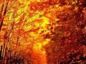Conciso otoño