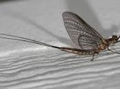 Cachipolla
