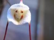 Orquídea Drácula