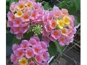 Lantana