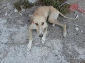 otra galga