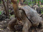 Muere Galápagos ‘Solitario George’, última tortuga macho especie