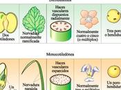 Flora peligro extinción Venezuela monocotiledóneas donde encuentran aráceas, lirios, jengibre, orquídeas, irises, palmeras, pastos cereales)