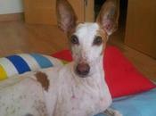 Carmelo, principe campeón