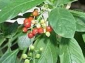 Ipecacuana