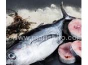 ¿Por comer bonito norte?
