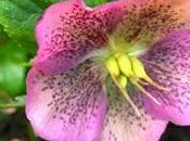 razones principales para hacer crecer Hellebores